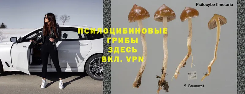 Псилоцибиновые грибы Psilocybine cubensis  Мосальск 